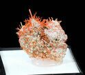 Bright Orange Crocoite Crystals - Tasmania #40603-2